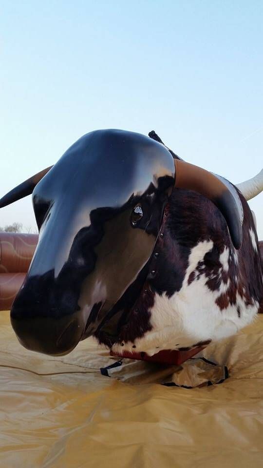 Close-up of glossy black mechanical bull head with large curved horns and spotted cowhide body
